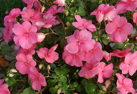The change for your health, animals and nature with the safest, natural, ethical, organic, palm oil free, vegan and waste free products. Cat Friendly Flowers and Plants to Keep Your Cat Safe ...