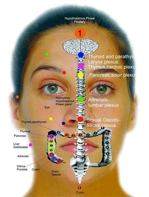 Reflexology Body Map Face Akupresur Kesehatan Alternatif Sistem