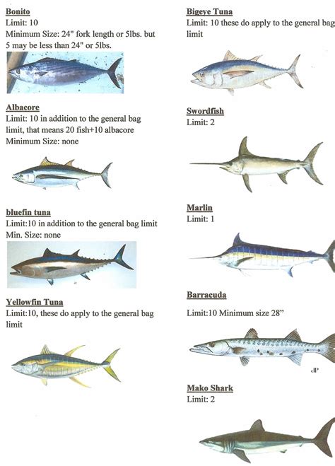 A List Of Common Fish Caught In Southern California Bloodydecks