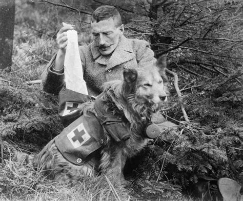 Wwi Red Cross Dogs C1915 Na Man Getting Bandages From The Pack Of A