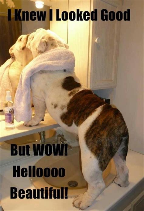 Funny Animal Pictures 25 Pics