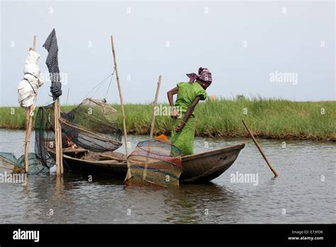 Africa Benin Ganvie Woman Pulling Fish Trap From Lake Nokoue Stock