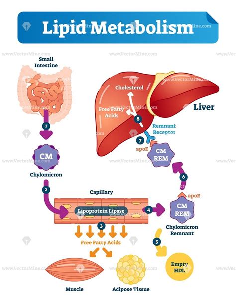 Lipid Metabolism Pathway Diagram