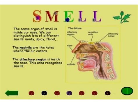 Sense Of Smellnoseppt Grade 3