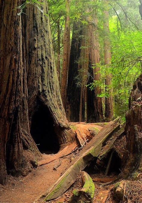 Muir Woods National Park California