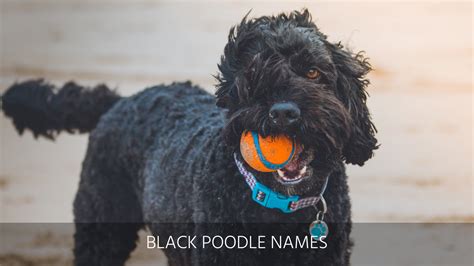 Ultimate List Of The Top 1000 Poodle Dog Names Standard Cute Toy