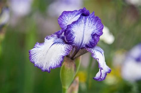 How To Grow Iris Bbc Gardeners World Magazine