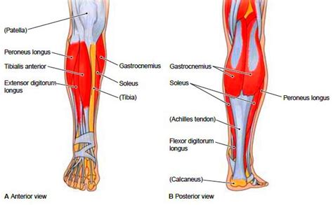 However, the definition in human anatomy refers only to the section of the lower limb extending from the knee to the ankle, also known as the crus or. Muscles of the Lower Extremities. Muscular system