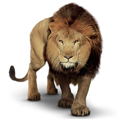 Lion Clip Art Portable Network Graphics Image Illustr