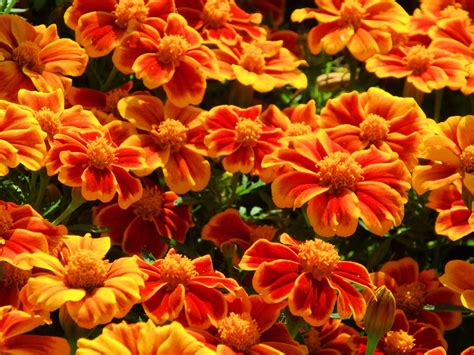 Orange Flowers For Your Garden Saga