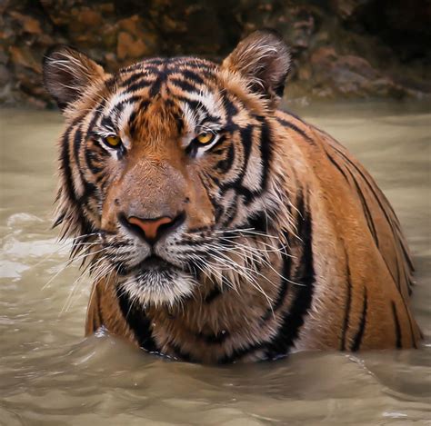 Tiger Flickr Photo Sharing