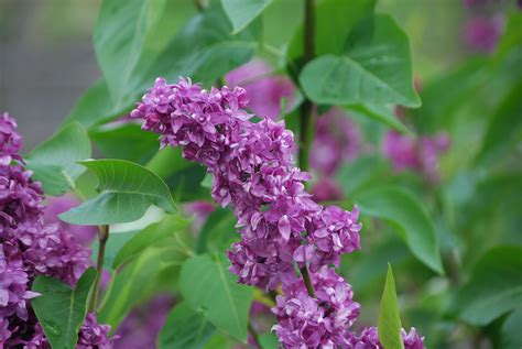 Charles Joly Lilac