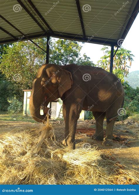 Elefante En El Santuario De La Vida Silvestre Foto De Archivo Imagen