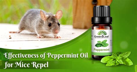 Is Peppermint Oil Really Effective New To Repel Mice Truth Revealed