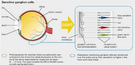 Photoreceptors In The Human Eye L Download Scientific Diagram