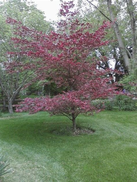 Springtime Tri Color Beech Outdoor Gardens Outdoor Decor Outdoor