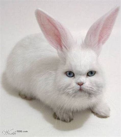 Rabbit And Cat Hybrid Cat Meme Stock Pictures And Photos