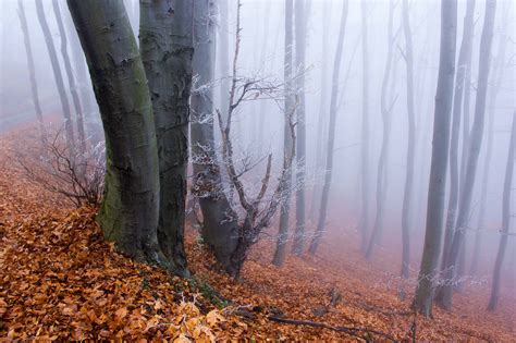Free Picture Wood Fog Landscape Nature Mist Dawn Leaf Tree Forest
