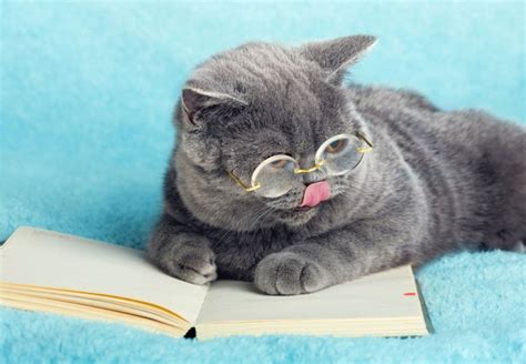 Oxford Dictionaries Adds Words Like ‘duck Face ‘lolcat And ‘man