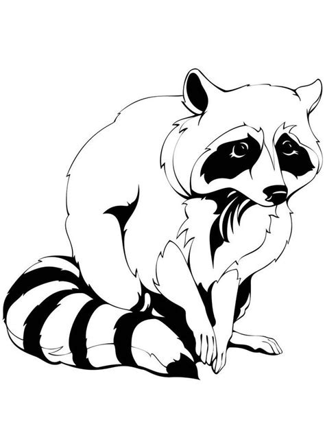 Raccoon Coloring Page Preschool