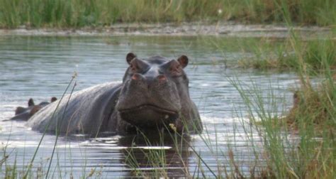 El Hipopótamo Características Hábitat Qué Come