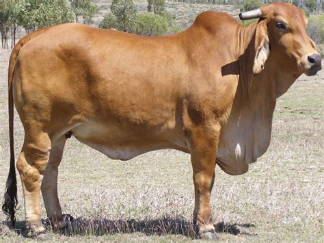 Brahman Cattle