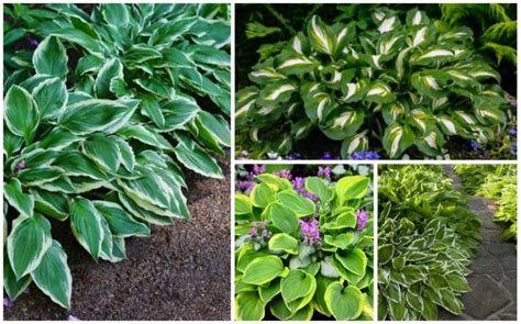 Growing Hostas How To Grow And Care Guide Garden Lovers Club
