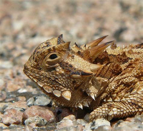 Horned Lizards And Ants Aneyefortexas