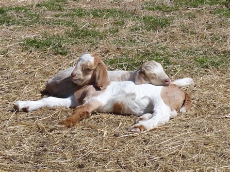 Harmon Pfarms Boer Meat Goats