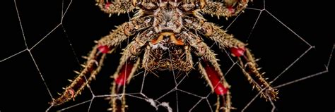 Fourteen Ways That Spiders Use Their Silk Science Smithsonian Magazine