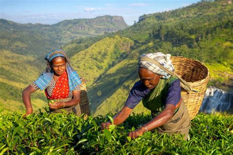 Where To Take A Sri Lanka Tea Plantation Tour Insight Guides