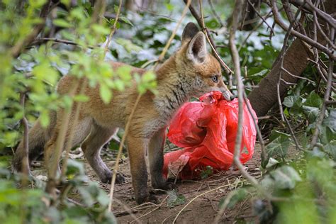 Specialised Omnivores Individual Red Foxes Prefer Different Foods In