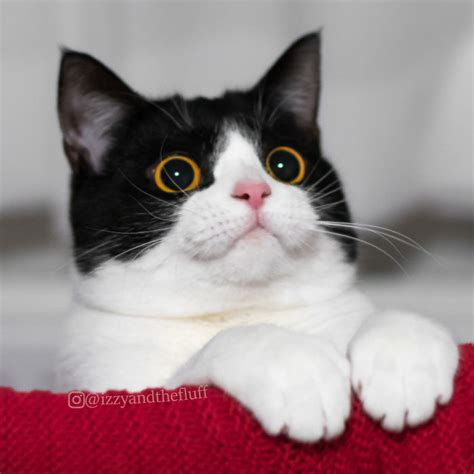meet izzy the cat with the funniest facial expressions that s going viral on instagram page 3