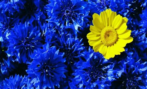 Blue Flowers With A Splash Of Yellow Blue Flower Pictures Flowers