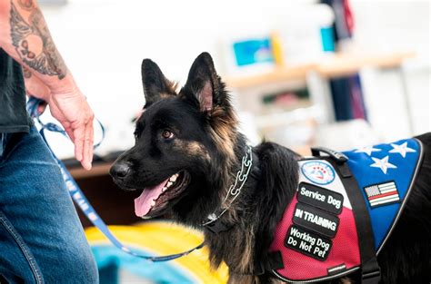 Maybe you would like to learn more about one of these? Should veterans be able to train and adopt service dogs at ...