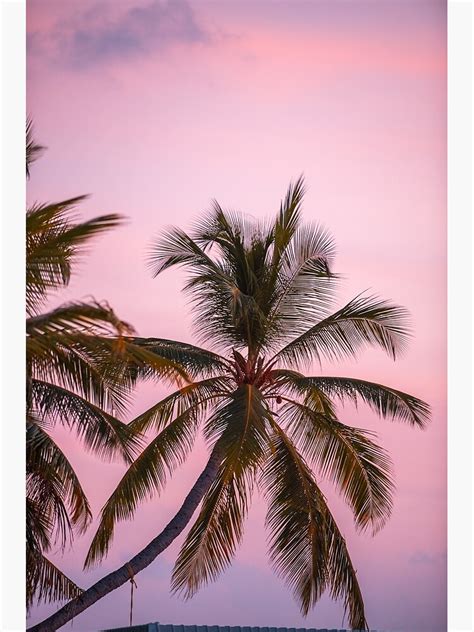 Pink Sunset Palm Trees Photographic Print For Sale By Newburyboutique
