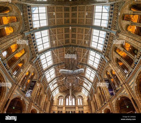 Natural History Museum London Interior Hi Res Stock Photography And