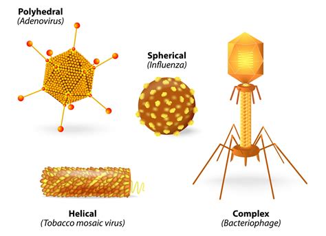 Viruses And How They Work Micro Issue 3 Techni K Smart Knowledge