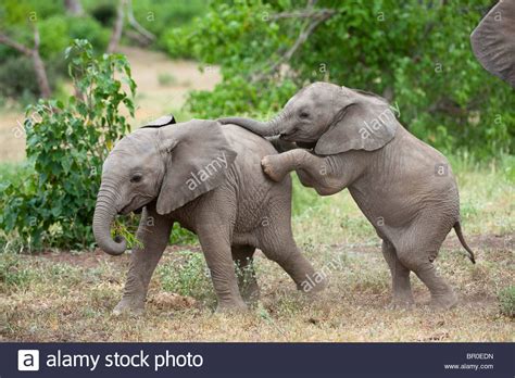 Baby African Elephants Playing Loxodonta Africana