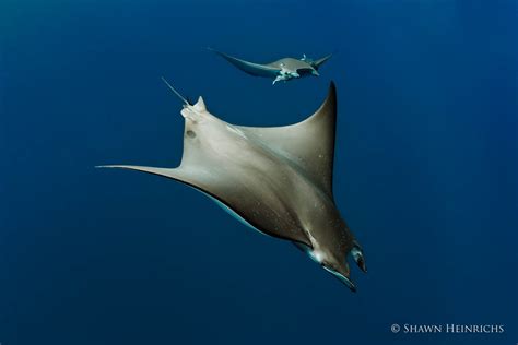 Devil Rays In Distress Protecting The Mini Mantas National