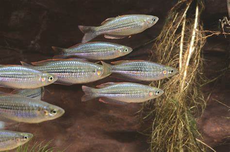 Forever chemicals in freshwater fish