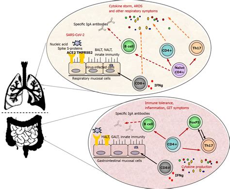 Nasal Bronchial And Mucosa Associated Lymphoid Tissue Are The First