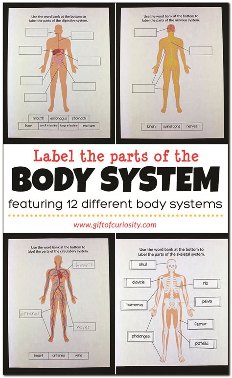 Label The Parts Of The Body System T Of Curiosity