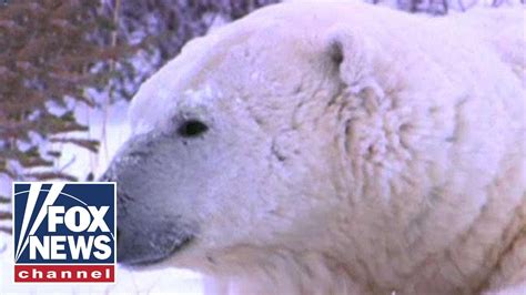 Dozens Of Polar Bears Invade Remote Russian Town Report Youtube