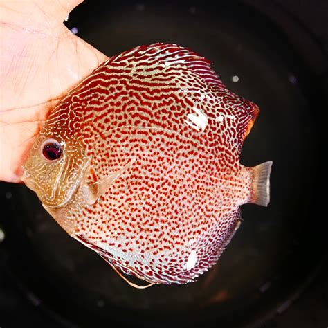 Red Leopard Snakeskin Discus