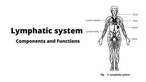 Lymphatic System Components And Functions Biology Eas