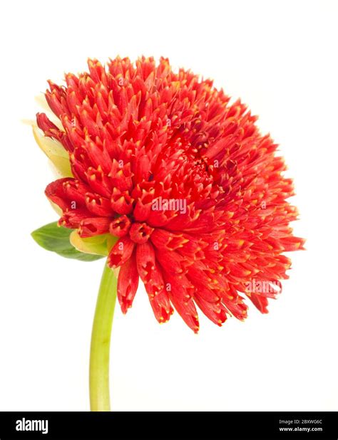 Dahlia Bud Cut Out Stock Images And Pictures Alamy