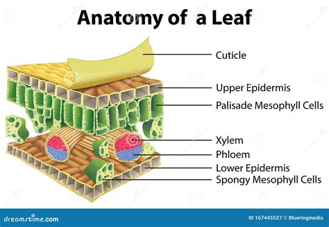 Leaf Anatomy Vector Diagram 89533370
