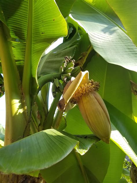 Surprise hand of bananas growing on our banana plant here in Portland ...