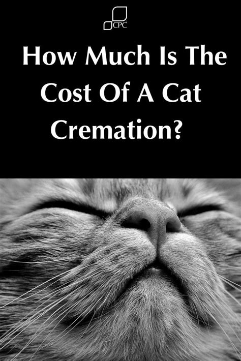 Average cost for dog cremation. How much does an individual cat cremation cost | Pet hacks ...